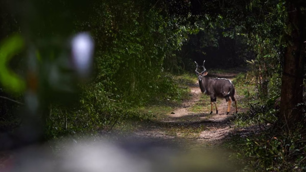 NYALA-ARCO-MOZAMBIQUE