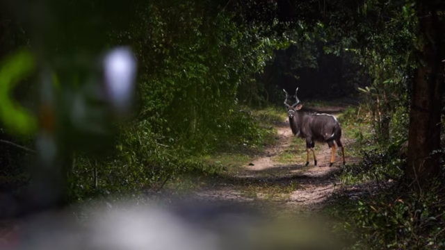 NYALA-ARCO-MOZAMBIQUE