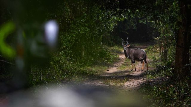 NYALA-ARCO-MOZAMBIQUE
