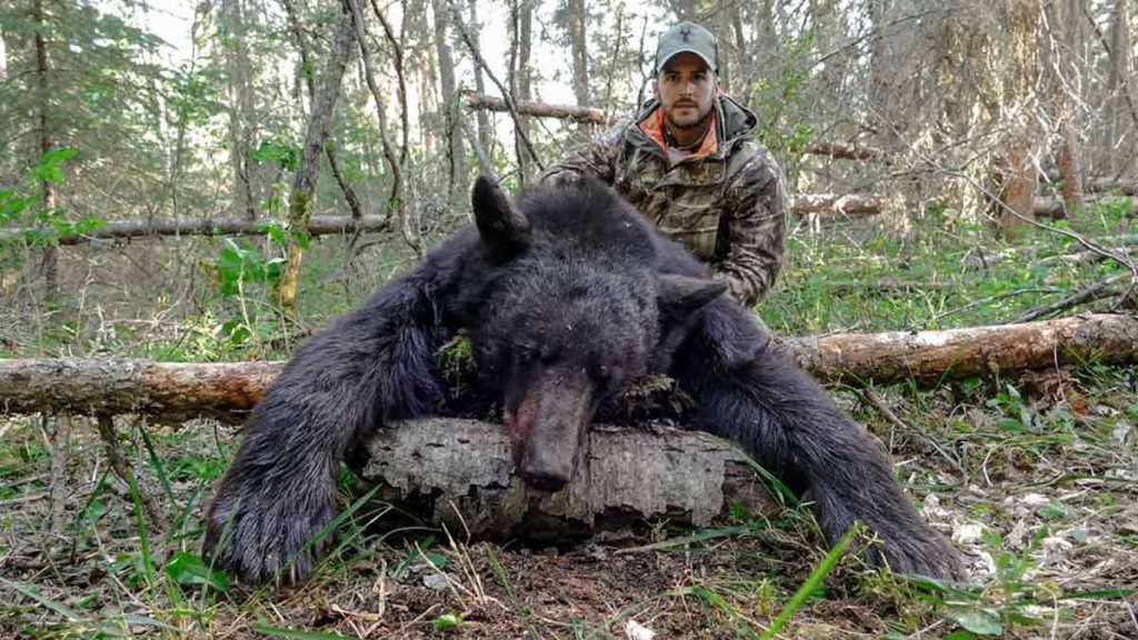 OSOS-NEGROS-CANADÁ