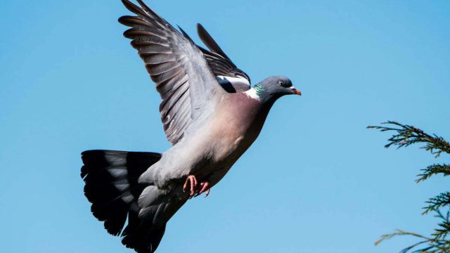 PALOMAS-CIMBEL-INVIERNO