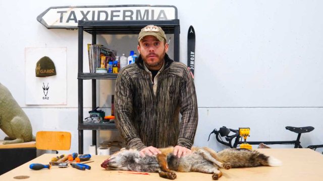 TAXIDERMANÍA-11-ZORRO