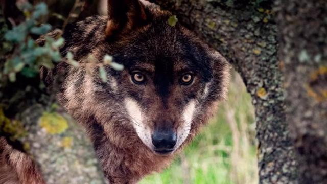 TERRITORIO-LOBO