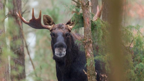 ALCES-SUECIA-AIMPOINT