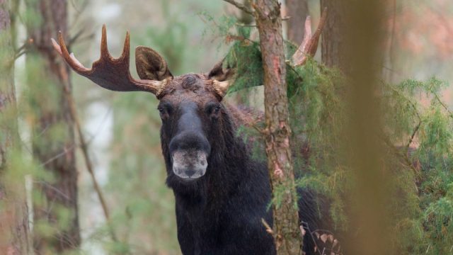 ALCES-SUECIA-AIMPOINT