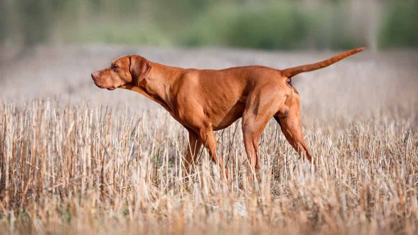 CODORNICES-PERRO-MUESTRA