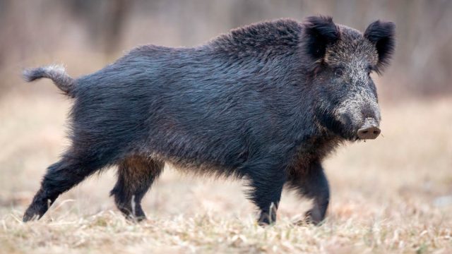 MONTERÍA-CHAPARRITO-II