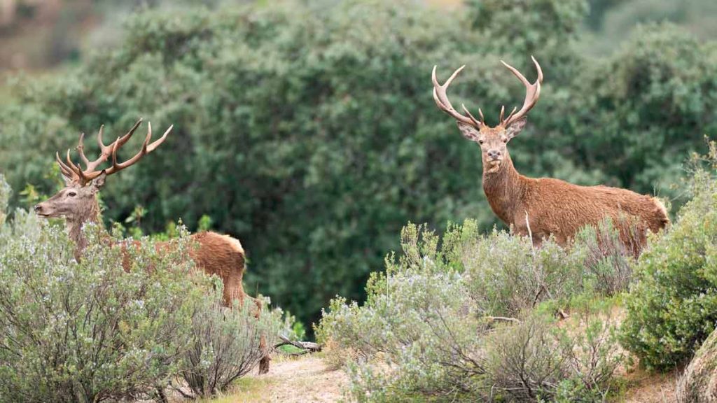MONTERÍA-CHOZUELAS