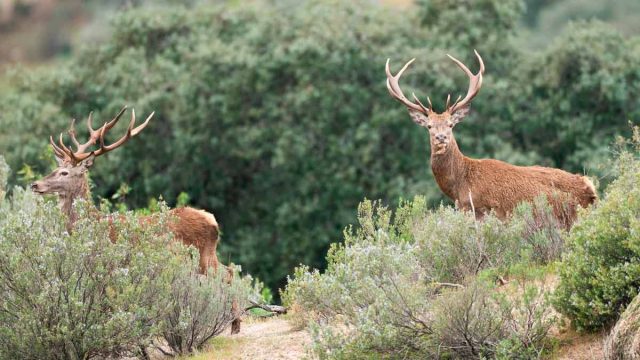 MONTERÍA-CHOZUELAS