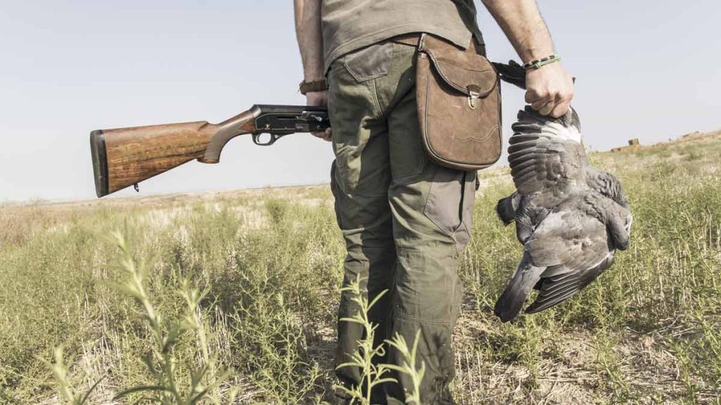 PALOMAS-VERANO-CIUDAD-REAL