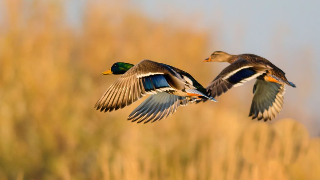 PATOS-ALBACETE-JJ-GOMEZ