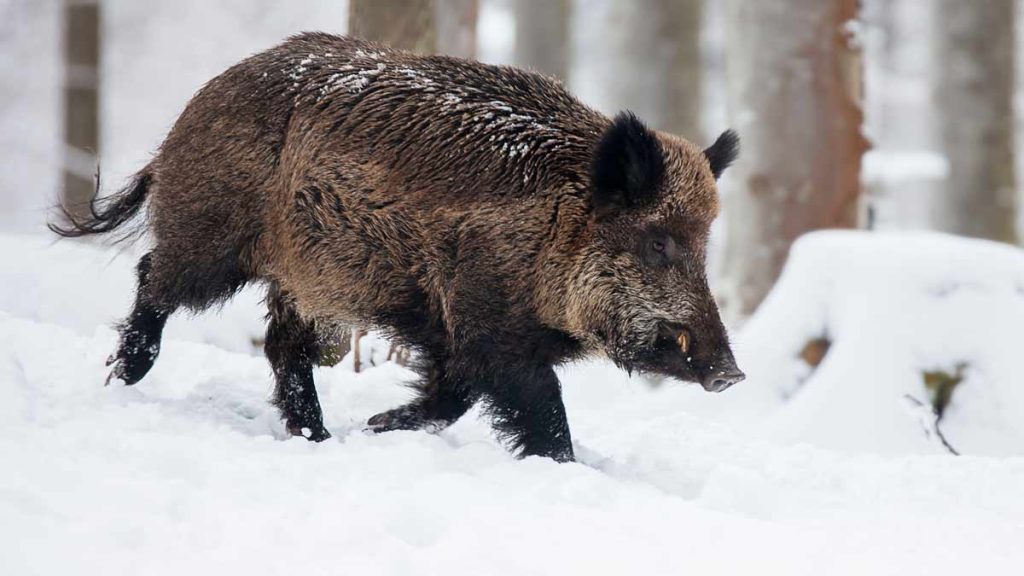 AIMPOINT-BATIDAS-JABALÍ-ALEMANIA