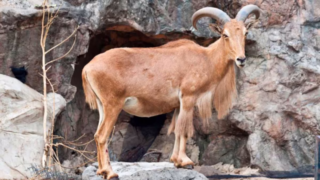 ARRUI-SIERRA-ESPUÑA