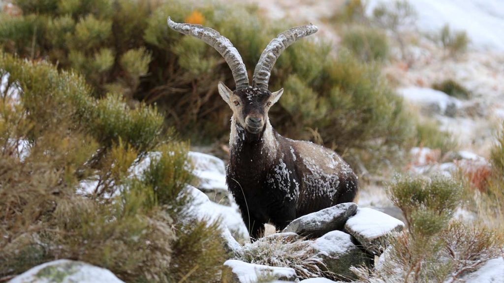 CAZA-RESERVA-REGIONAL