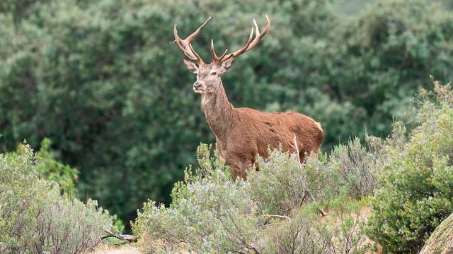 MONTERÍA-BRECIALES