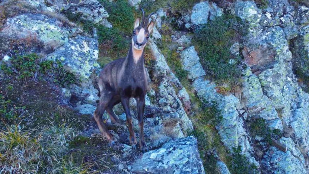 SARRIO-PRIETO-PIRINEOS