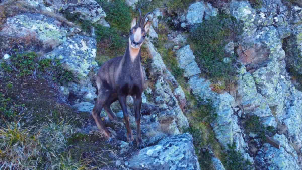 SARRIO-PRIETO-PIRINEOS