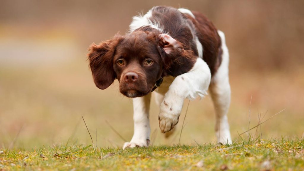 SPANIEL-BRETÓN