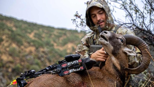 MUFLÓN-CON-ARCO-AMPUERO