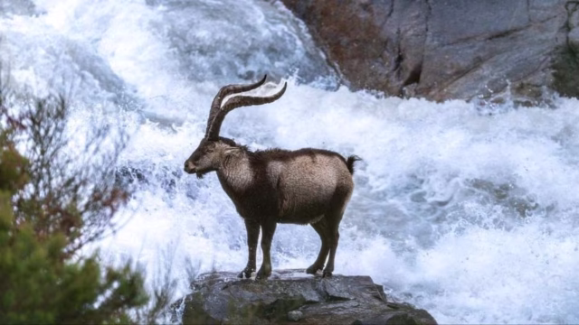 CABRA-AMPUERO-RÍO