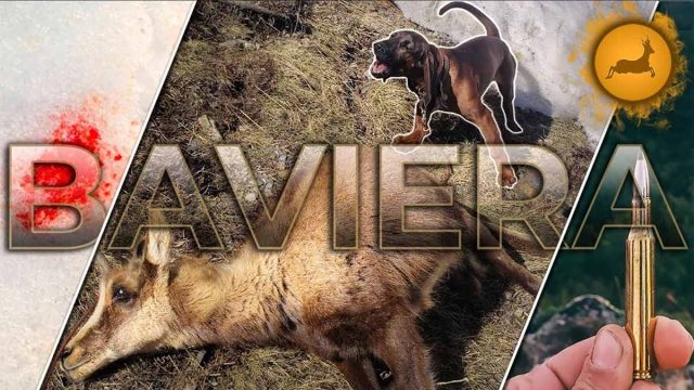 SABUENO-BAVIERA-CINEGETICS