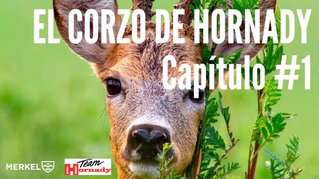CORZO-HORNADY-1