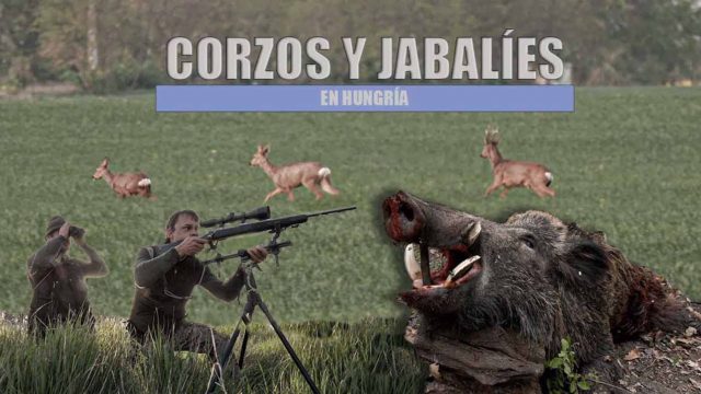 CORZOS-JABALÍES-HUNGRÍA