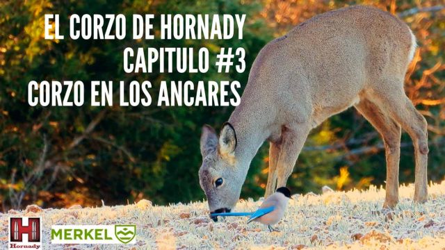 El-corzo-de-Hornady-3