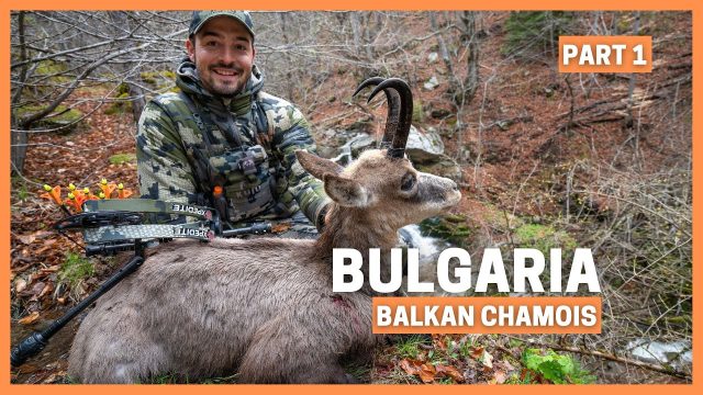 De rebecos en las montañas de Bulgaria. Parte 1