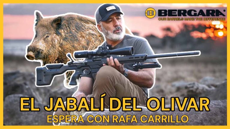 El jabalí del olivar con Rafa Carrillo