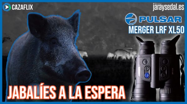 Jabalíes a la espera con Pulsar