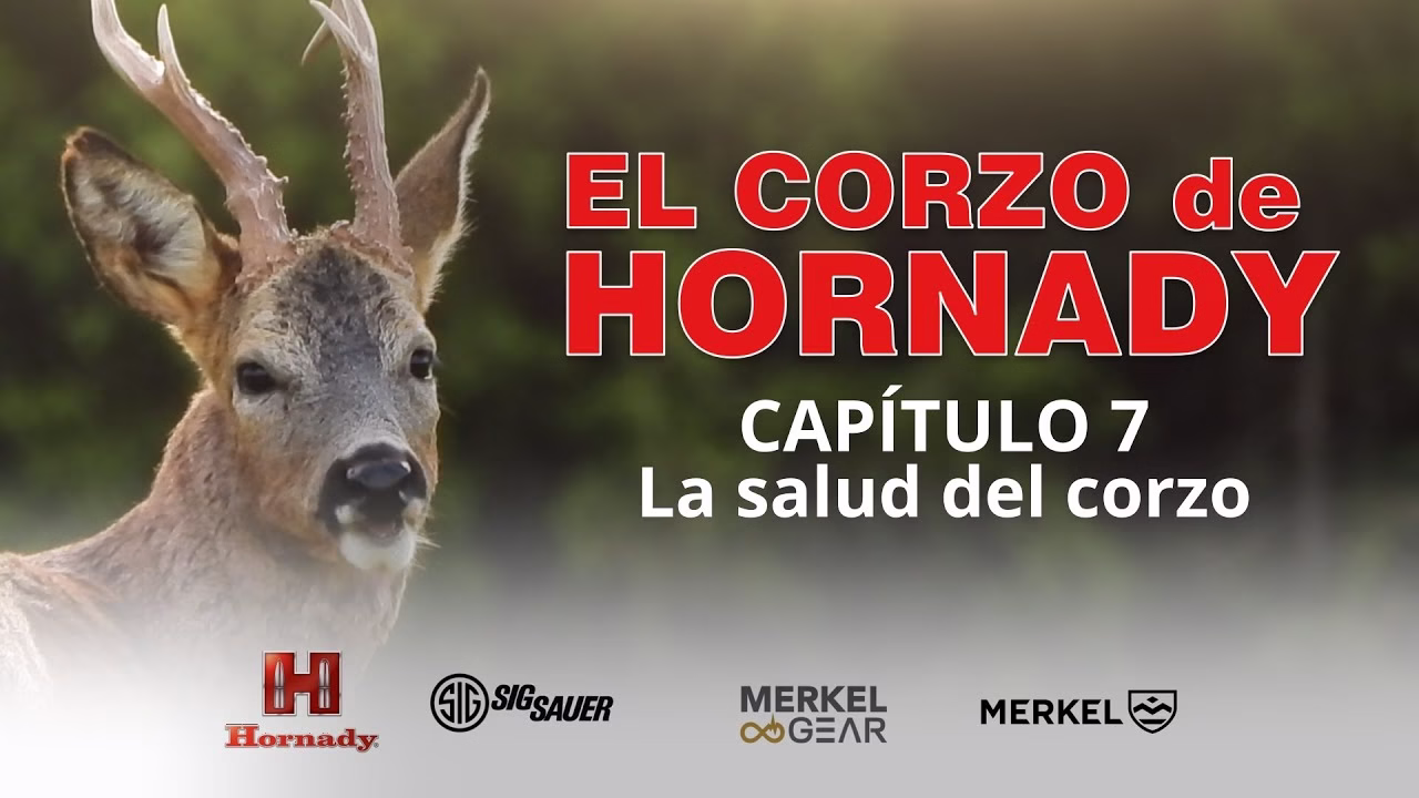 CORZO HORNADY 7