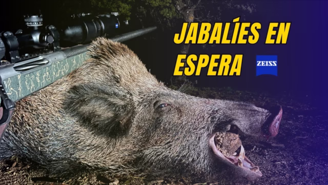 Jabalíes en espera con Zeiss