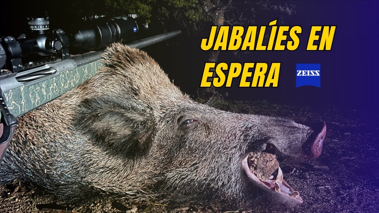 Jabalíes en espera con Zeiss