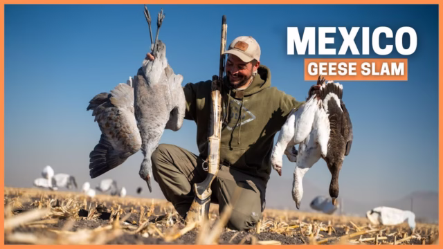 Gansos en México