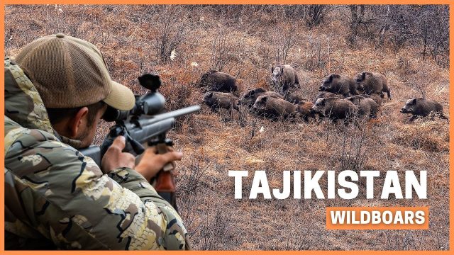 Jabalíes en Tayikistán