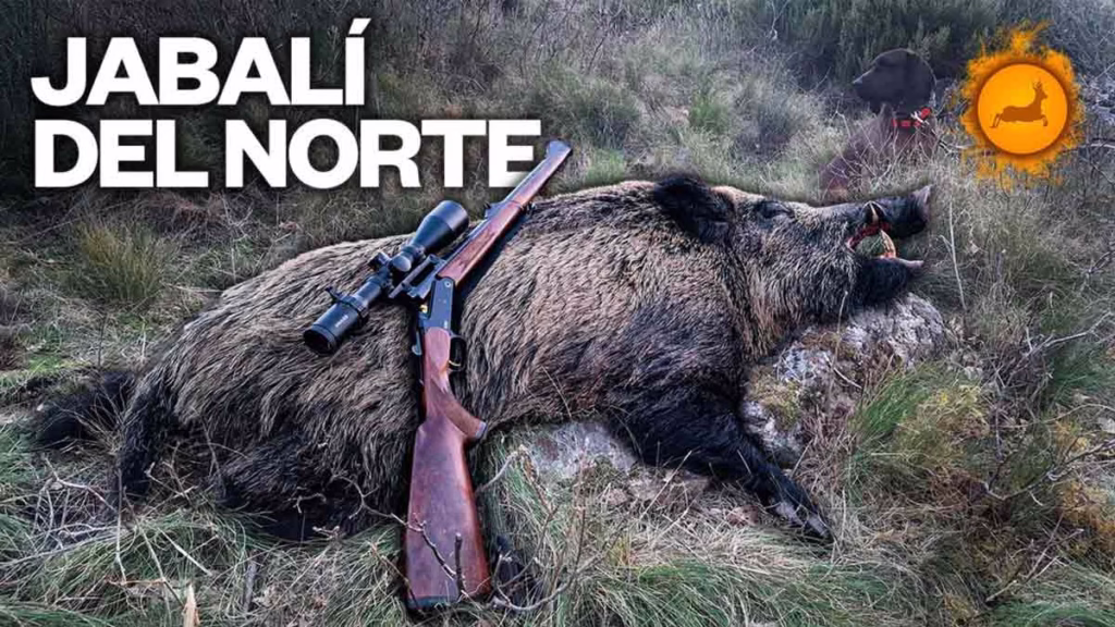 JABALÍ-NORTE