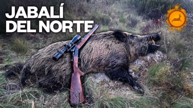 JABALÍ-NORTE