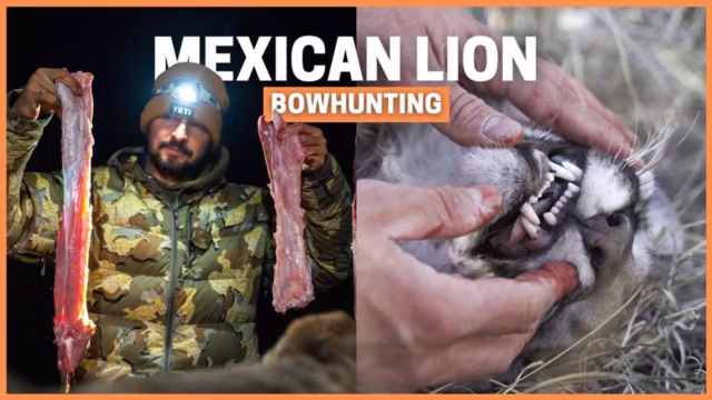 PUMA-MEXICO