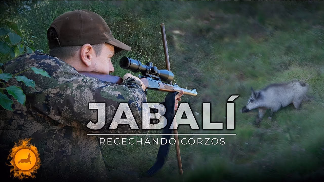 Jabalí a rececho