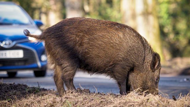 Un cazador mira por los prismáticos.