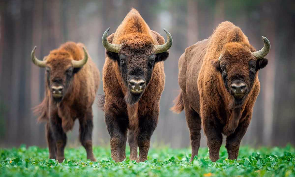 Bisonte europeo.