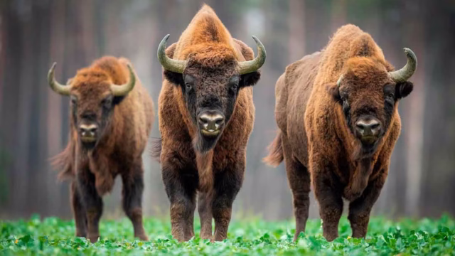 Bisonte europeo.
