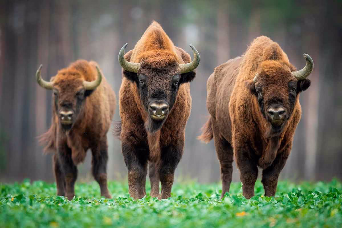 Bisonte europeo.