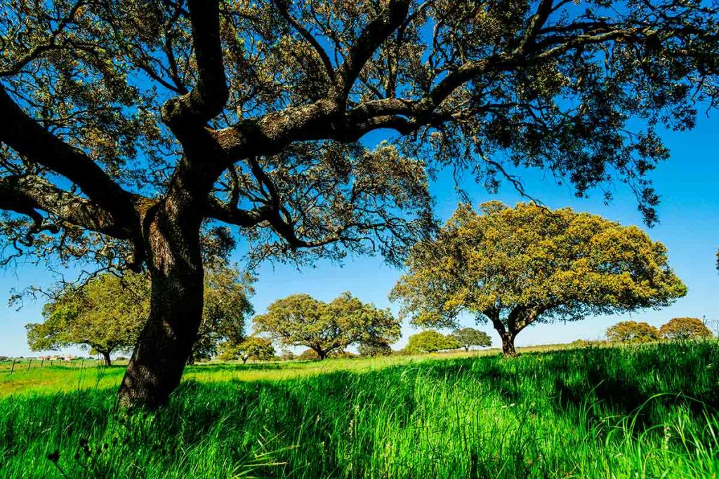 El campo andaluz en una imagen de archivo