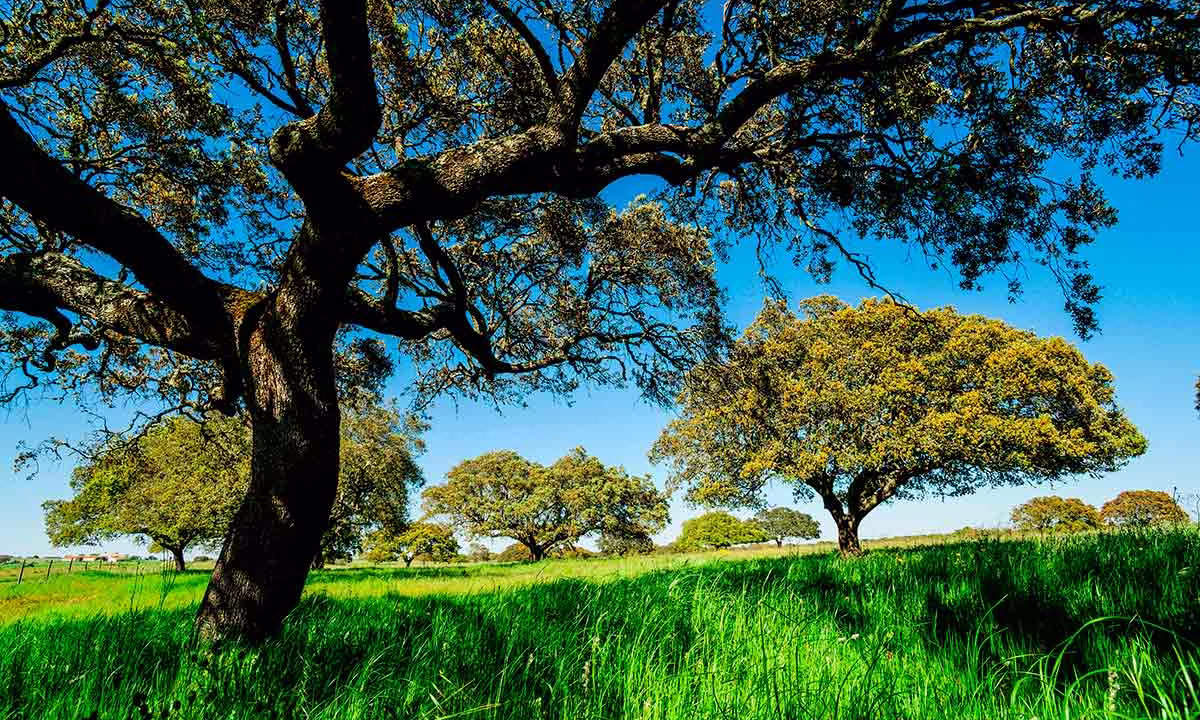 El campo andaluz en una imagen de archivo