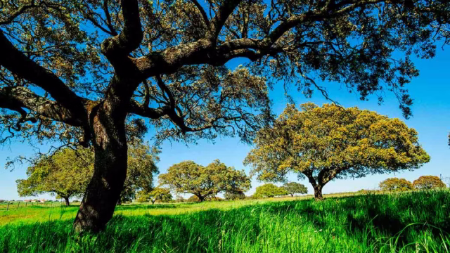 El campo andaluz en una imagen de archivo