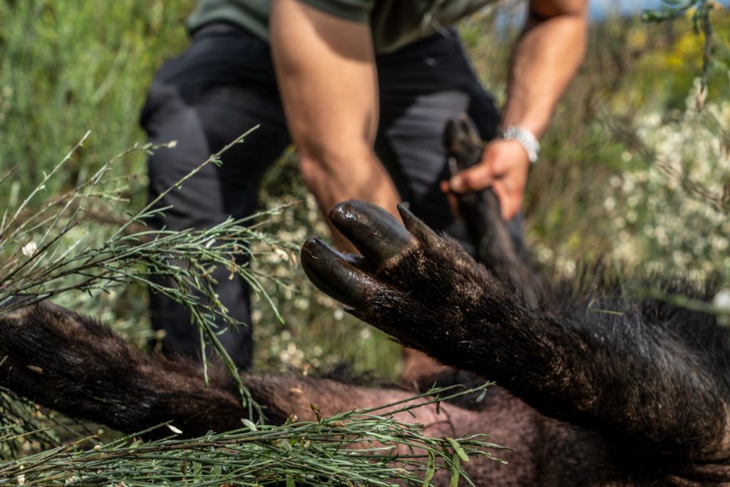 Un cazador con un jabalí.
