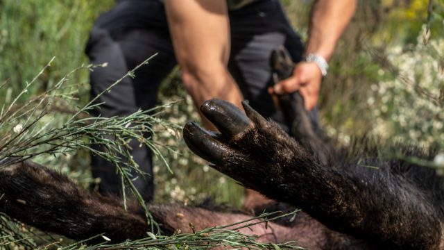 Un cazador con un jabalí.
