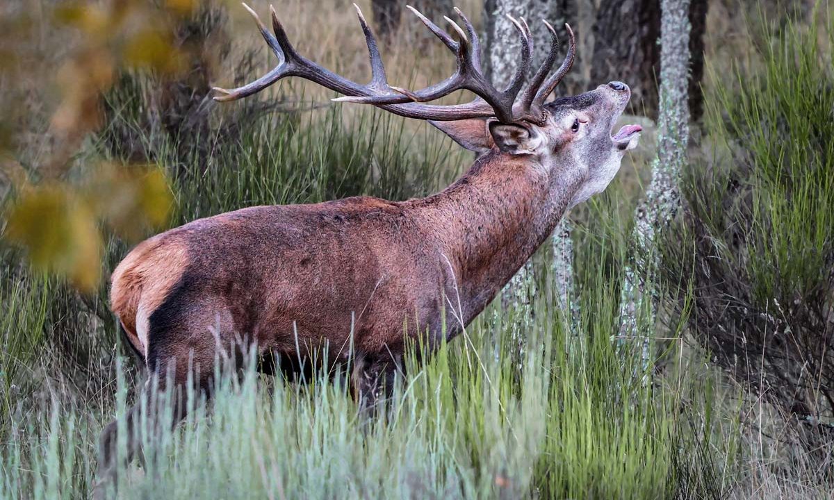 Venado en plena berrea.